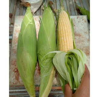 เมล็ดพันธุ์ ข้าวโพดหวาน เมล็ดข้าวโพด ซุปเปอร์สวีท ข้าวโพดเหลือง 70 เมล็ด [10 แถม 1 คละได้]