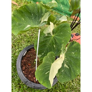 เมล็ดมิ้วกี้เวย์ colocasia Milky Way บอนด่าง พร้อมชุดเพาะชำ 199มีเก็บเงินปลายทาง