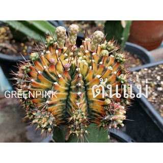 หน่อเด็ดสด 1 หน่อ yellow tiger Cactus เยลโลว์ไทเกอร์ด่าง แคคตัส กระบองเพชร ไม้อวบน้ำ ไม้กราฟ ราคาถูก​