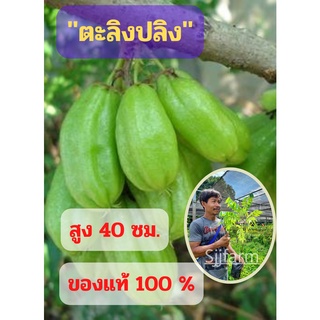 1 ต้น (ขนาดกลาง) ตะลิงปลิง สูง 40 ซม. ต้นพันธุ์ตะลิงปลิง เปรี้ยวเปรี้ยว ต้นพันธุ์พร้อมปลูก ตะลิงปลิง พร้อมส่ง