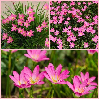 ไม้ประดับ​ บัวดินสีชมพู Zephyranthes Pink Rain Lilies