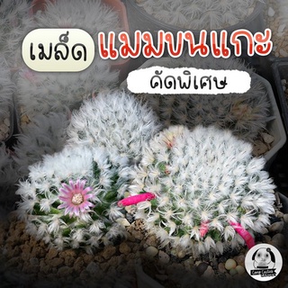 เมล็ดแมมขนแกะ  Mammillaria bocasana "multilanata" 40เมล็ด🌵เมล็ดแคคตัส🌵-กระบองเพชร