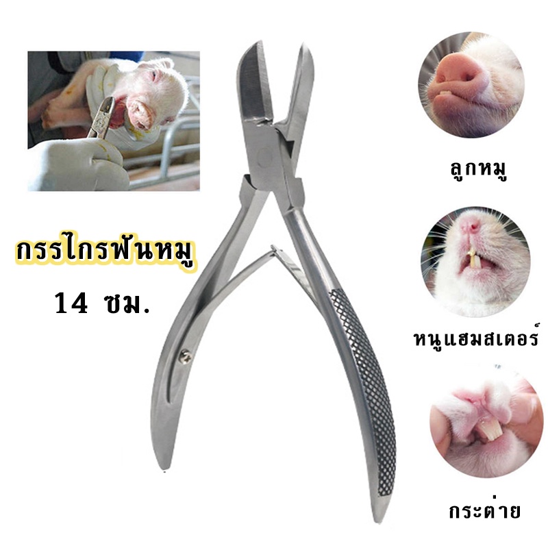 All About Pet กรรไกรตัดเขี้ยวหมู กรรไกรฟันหมู คีมตัดฟันหมู กรรไกรตัดเขี้ยว สแตนเลสขนาด 14cm