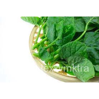 Alugbati Green Seeds 15 seeds Vegetables Plants Fruit Herbs Supplies帽子/木瓜/手链/文胸/鲜花/园艺/通心菜/儿童/向日葵/玫瑰/ BXHL