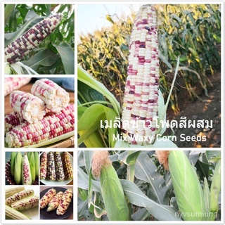 （อัตราการงอก 90%）Variegated Mix Waxy Corn Seeds ธัญพืช  เมล็ดข้าวโพดสีผสม ปลูกผัก ผักสวนครัว /เมล็ด ผัก ปลูก สวนครัว คละ