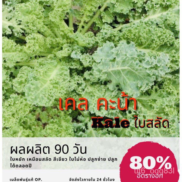 เมล็ดพันธุ์ คะน้าเคล 500 เมล็ด Kale คะน้าใบสลัด คะน้าใบหยัก คะน้า (ซื้อ 10 แถม 1 คละอย่างได้) /เมล็ดกล้วยด่าง เมล็ดมอนสเ