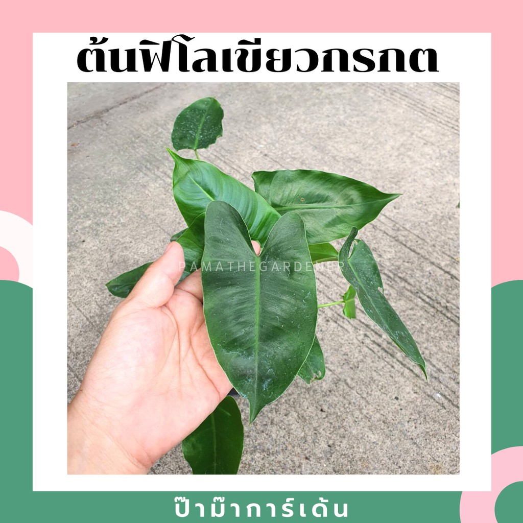 มุมมอง 2