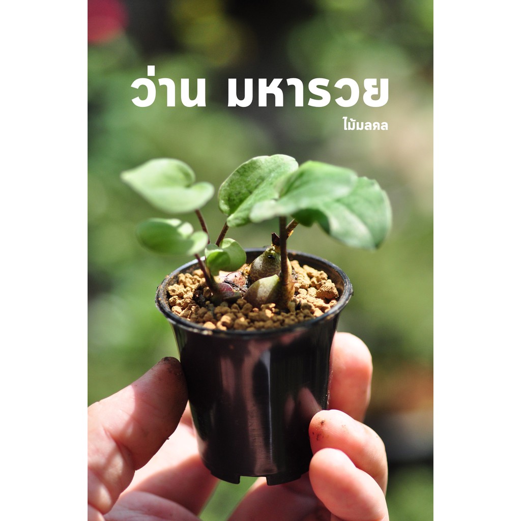 ไม้มงคล ว่านมหารวย Drimiopsis Maculata บอนไซจิ๋ว ต้นไม้จิ๋ว ไม้แคระ กระถางพลาสติก2นิ้ว miNATURE_c