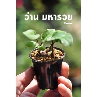 ไม้มงคล ว่านมหารวย Drimiopsis Maculata  บอนไซจิ๋ว ต้นไม้จิ๋ว ไม้แคระ  กระถางพลาสติก2นิ้ว miNATURE_c