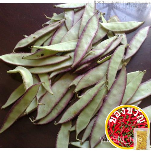 BATAO SEEDS - (5 seeds) vegetable seeds香菜文胸种子裙子儿童通心菜帽子花园seeds鲜花 7HEN ...