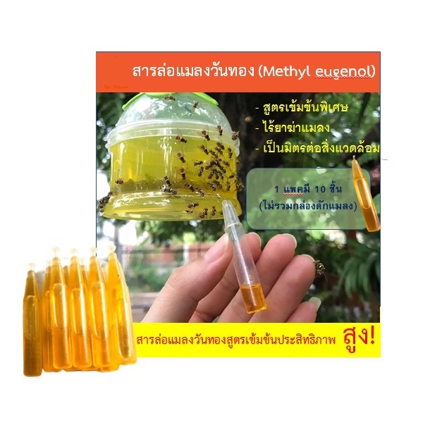 สารล่อแมลงวันทอง เมทิลยูจินอล (METHYL EUGENOL) สูตรเข้มข้นพิเศษ ไม่ผสมยาฆ่าแมลง สะดวก ใช้งานง่าย ได้