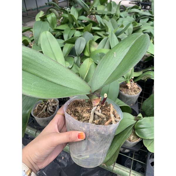 3 กระถาง (1 ชุด) Orkid Moth Butterfly Matang ~ Daun 2-3 helai [เคลียร์สต็อก]