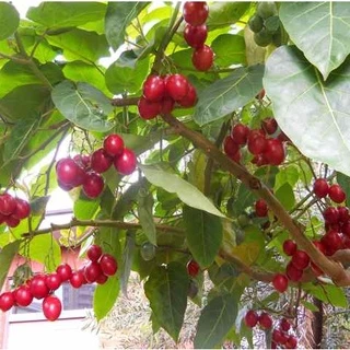 เมล็ดพันธุ์ ทามาริลโล่ มะเขือเทศต้น Tamarillo Seed บรรจุ 10 เมล็ด คุณภาพดี ของแท้ 100%