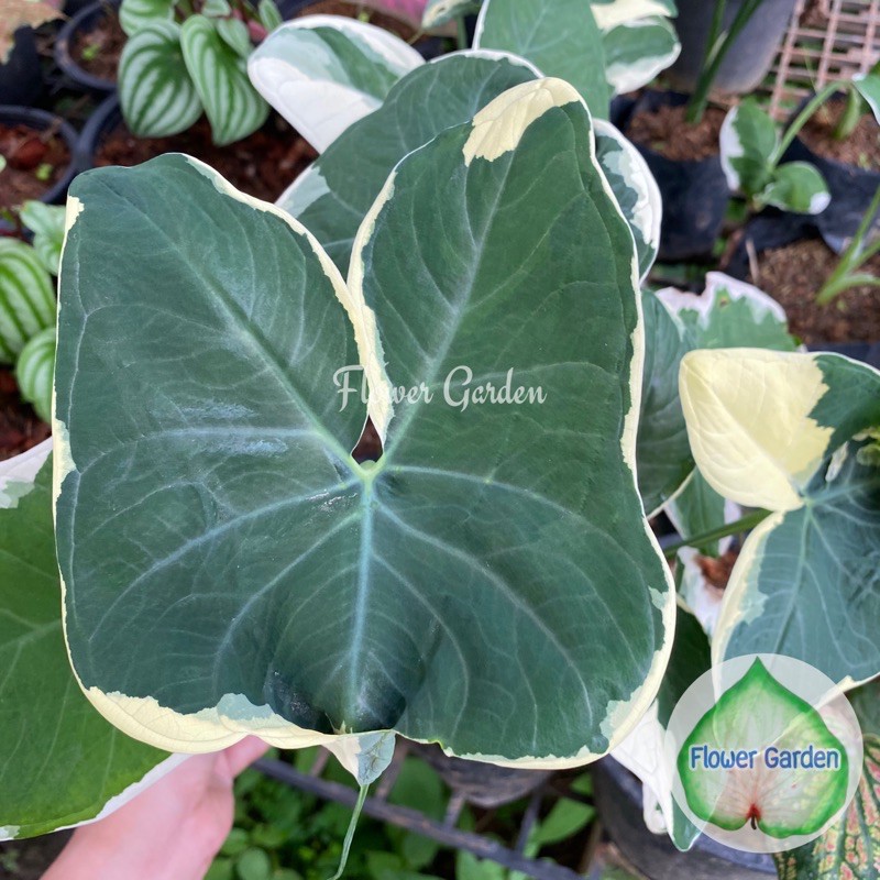 F303 ต้นถุงเงินถุงทอง ไม้ใบด่างสวย ไม้มงคลนำโชค