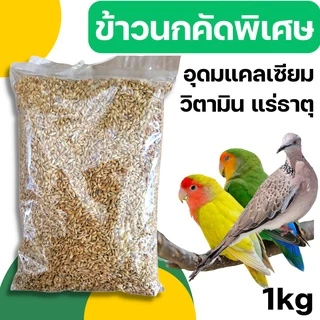 [1กก] ข้าวนก ข้าวเม็ดมะเขือ คัดพิเศษ ปลอดสารพิษ อุดหนุนเกษตรกร จ.พัทลุง 1 กก.