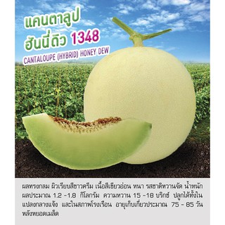 เมล็ดพันธุ์ แคนตาลูป ฮันนี่ ดิว - Cantaloupe Honey Dew 1348 ตราดอกแตง เมล็ดพันธุ์ เมล็ดผัก คุณภาพดี