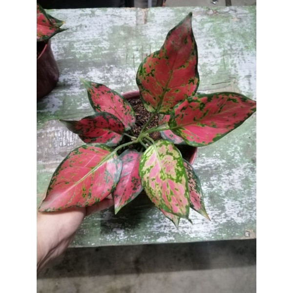 seeds Aglaonema 50 เมล็ด (ไม่ใช่พืชที่มีชีวิต)