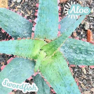 [อะโลสวอร์ดฟิช6-8cm] Aloe Swordfish ส่งพร้อมกระถาง แคคตัส Cactus Succulent Haworthia Euphorbia ไม้หายาก พืชอวบน้ำ