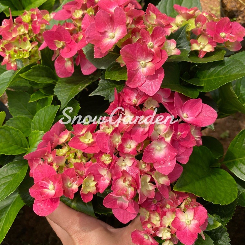 ต้นไฮเดรนเยีย พันธุ์หนัก Hydrangea  (ติดดอก) ดอกแดง สีสวย  แบบถุง