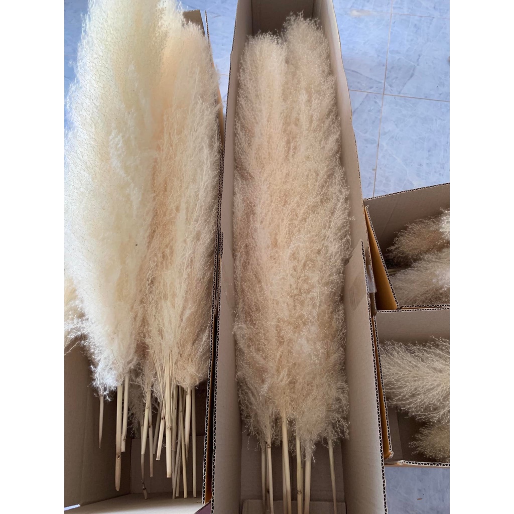ดอกเลา ดอกเลาขาวทองธรรมชาติ​ ดอกเลาเทาธรรมชาติ ดอกไม้จริง​ pampas​ ดอกหญ้าแห้ง​ หญ้าแห้ง