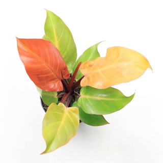 เชอรี่เรด กุมารแดงเรียกทรัพย์ กระถาง 6 นิ้ว 5-6 ใบ ใบกลม(philodendron cherry red)