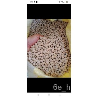 BAGALUNGA TREE SEEDS (15 seeds) Buy 2 get 1 freeเด็ก/พาสต้า/กุหลาบ/บ้านและสวน/ผักกาดหอม/ดอกทานตะวัน/ดอกไม้/หมวก/เสื้อ/ผั