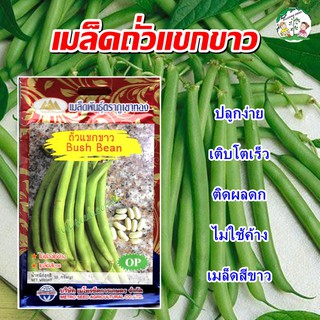 เมล็ดถั่วแขกขาว Bush Bean เมล็ดถั่วแขก เมล็ดพันธุ์ถั่วแขก เมล็ดผักสวนครัว ตราภูเขาทอง