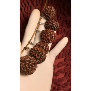 Rudraksha mukhi jenitri จี้ 7 จี้