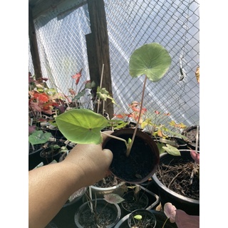 บอนเรดอาย ติดด่างน้อยเกือบทุกใบ (Colocasia redeyed gecko ) ขายทั้งแบบข้อไหลและต้นลูกที่ชำรากแข็งแรงแล้ว