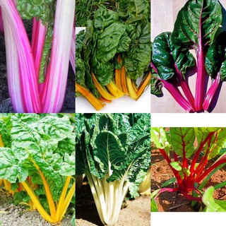 เมล็ดพันธุ์ สวิสชาร์ด ( Mix Swiss Chard Seed ) ชุดรวม 6 สี สีละ 30 เมล็ด ฟามิงโก้,ส้ม,ชมพู,เหลือง,ขาว,แดง