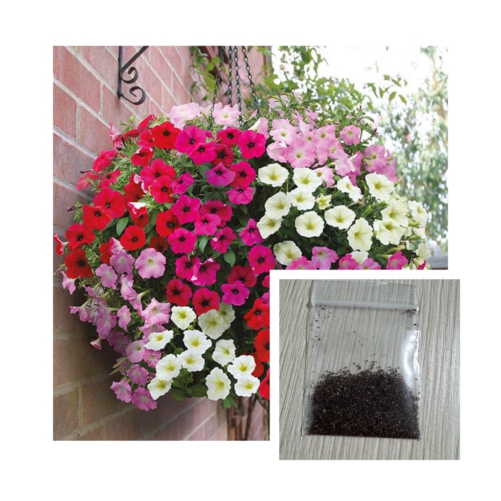 เมล็ดพันธุ์ ดอกพิทูเนีย คละสี (Petunia) 1000 เมล็ด ปลูกง่าย ปลูกได้ทั่วไทย