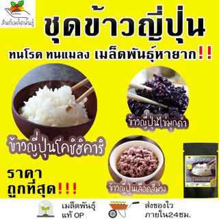 เมล็ดพันธุ์ ชุดข้าวญี่ปุ่น เมล็ดพันธุ์หายาก ขายดี ข้าวญี่ปุ่นโคชิฮิคาริ/ข้าวญี่ปุ่นไข่มุกดำ/ข้าวญี่ปุ่นเลือดสีม่วง ข้าว