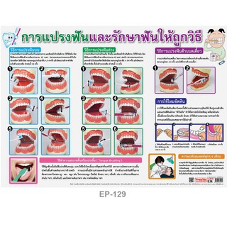 โปสเตอร์การแปรงฟันและรักษาฟันให้ถูกวิธี #EP-129 (50x70cm) โปสเตอร์พลาสติก โปสเตอร์สื่อการเรียนรู้