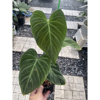 philodendron splendid ( melanochrysum x verrucosum)