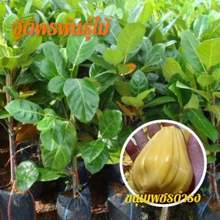 🌱 ขนุนเพชรดำรง แท้💯 เกรด A