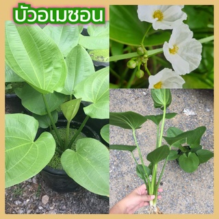 ขายหน่อพันธุ์ บัวอเมซอน ดอกขาว 1 ชุด (บ้านบัวส้ม)