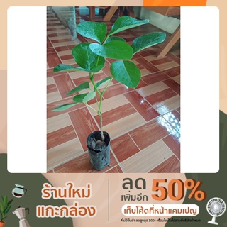 ต้นทองกวาว  ขนาด 40-50 ซม. พร้อมปลูกลงดิน