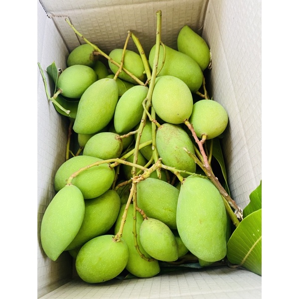 มะม่วงพิมเสนอ่อนเปรี้ยว กรอบ อร่อย 2กิโล 135บาท(ส่งตรงจากสวนสิงหนคร)นะ
