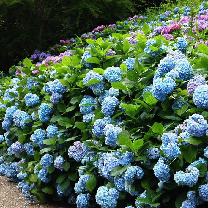 เปร ยบเท ยบf 春夏季绣球花苗无尽夏盆栽绿植八仙花庭院阳台美观花卉带花苞包邮 Thai Garnish