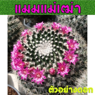 แมมมิลลาเรีย ฮาเนียน่า แมมแม่เฒ่า Mammillaria Hahniana กระบองเพชร.