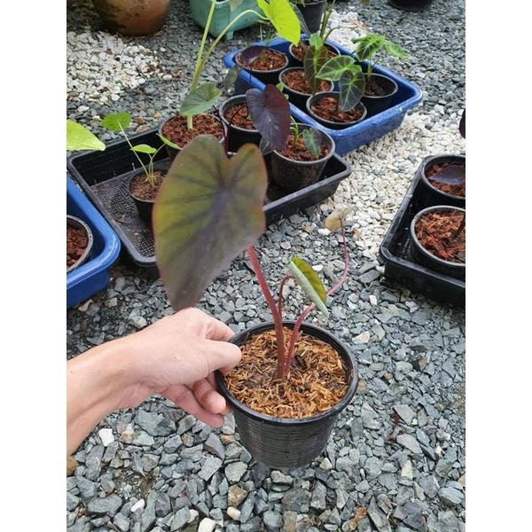 Colocasia black runner ต้นลูก