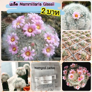 💥โปร 2 บาท เมล็ด Mammillaria glassii  เก็บสดจากสวน 📣สั่งขั้นต่ำ 10 เมล็ดค่ะ เมล็ดพันธุ์แคคตัส