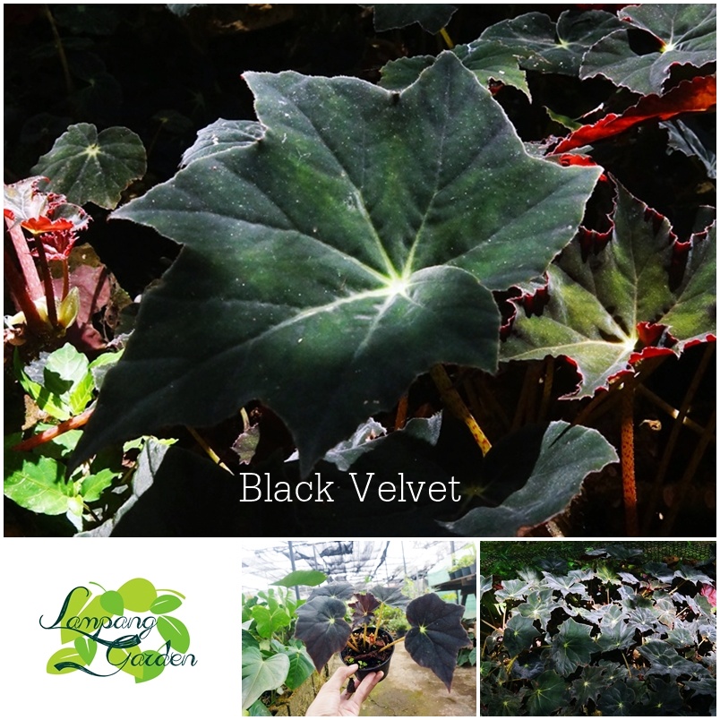 👑ต้นบีโกเนีย Begonia Black Velvet กระถาง 6 นิ้ว  ไม้กระถาง แต่งสวน👑
