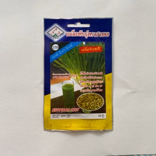 เมล็ดต้นอ่อนข้าวสาลี Wheatgrass