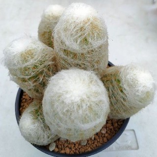 Cake Cactus Farm กระบองเพชร Espostoa lanata เอสพอสทัว