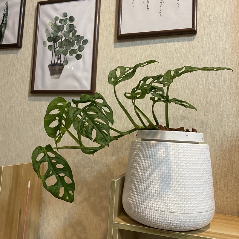 พลูฉลุ Monstera Adansoniiใบใหญ่ ฟอร์มสวย ไม้ฟอกอากาศ วางเก๋ๆ ตกแต่งโต๊ะทำงาน หรือในบ้าน กระถาง6 "