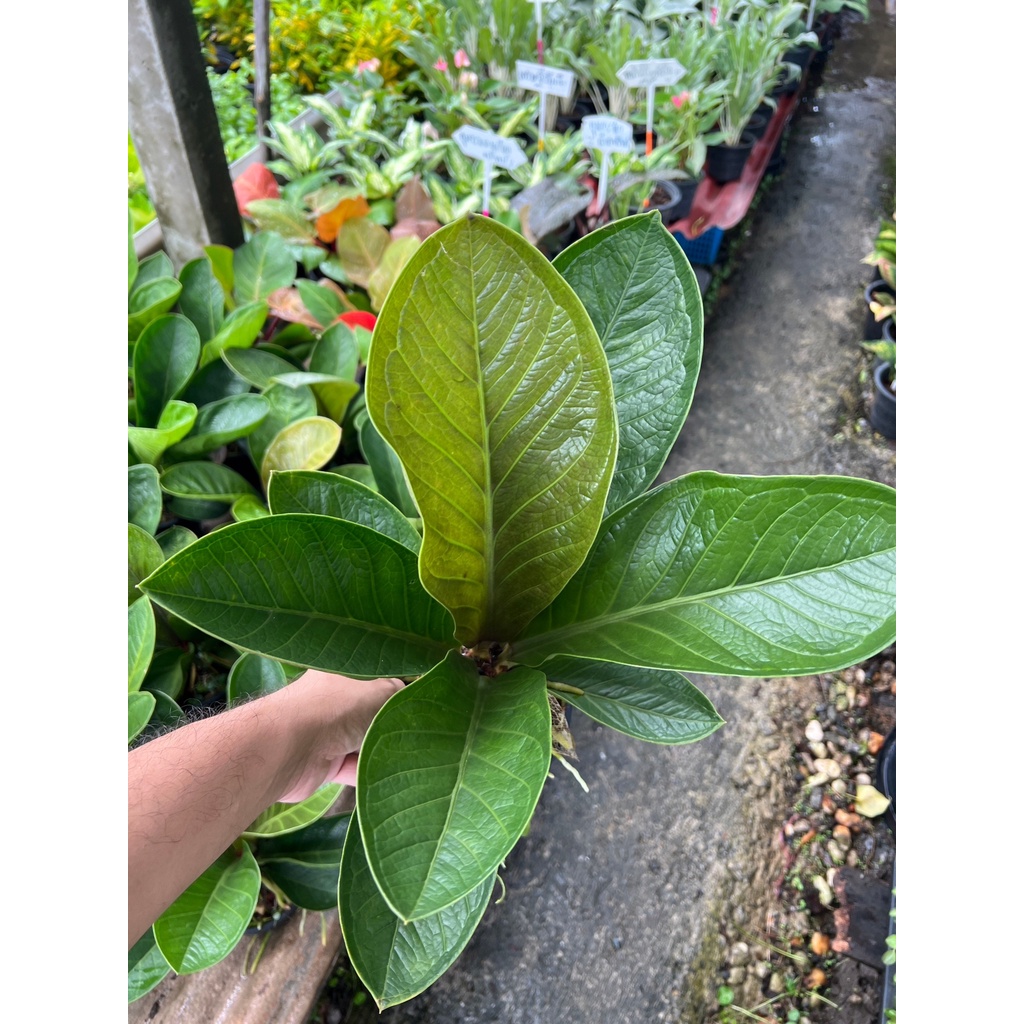 มุมมอง 3