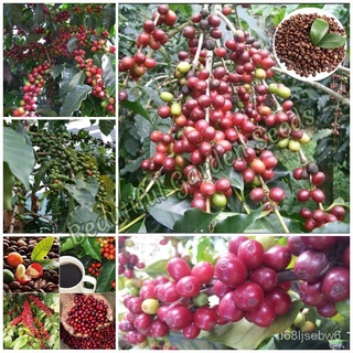 ถูก ใหม่ สายพันธุ์เมล็ดพันธุ์ กาแฟ Coffea Seeds Coffee Tree Fruit Seeds ต้นผลไม้ ต้นไม้แคระ ต้นไม้ประดับ ต้นพันธุ์ผลไ HP