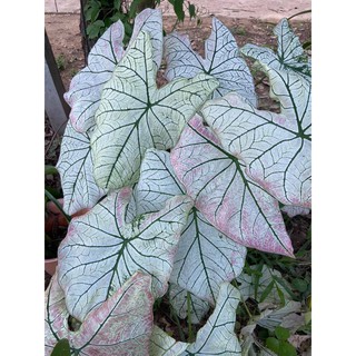 บอนสี บอนอิเหนาอมชมพู สีขาวอมชมพู 1 กระถาง  Caladium ปลูกแล้ว