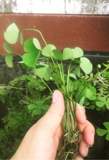 ต้นไม้น้ำ มาซิเลีย 4ใบ/มาร์ซิเลีย เครนาตา Marsilea crenata